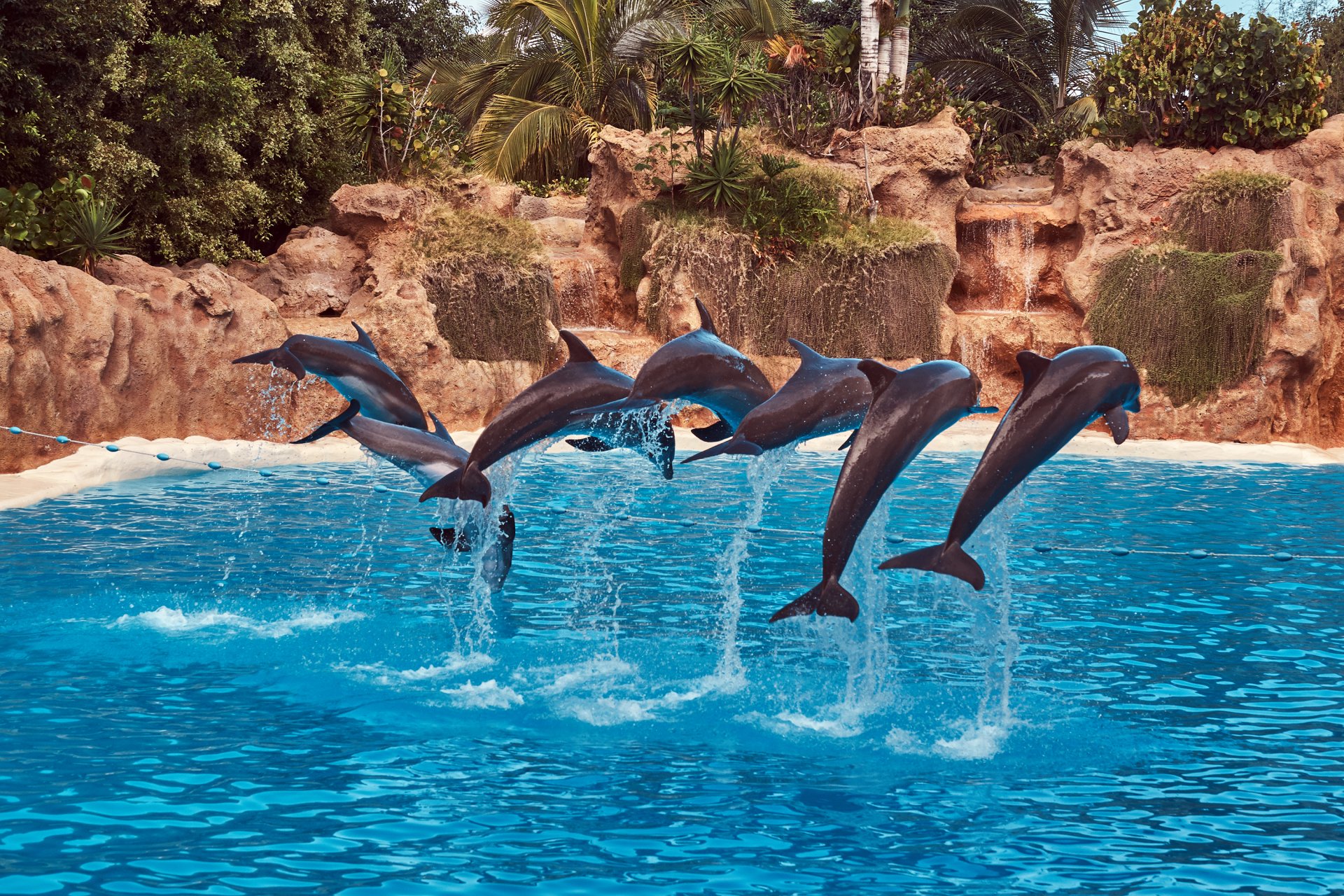 dolphins-performing-during-a-dolphin-show-with-the-2023-11-27-05-04-45-utc