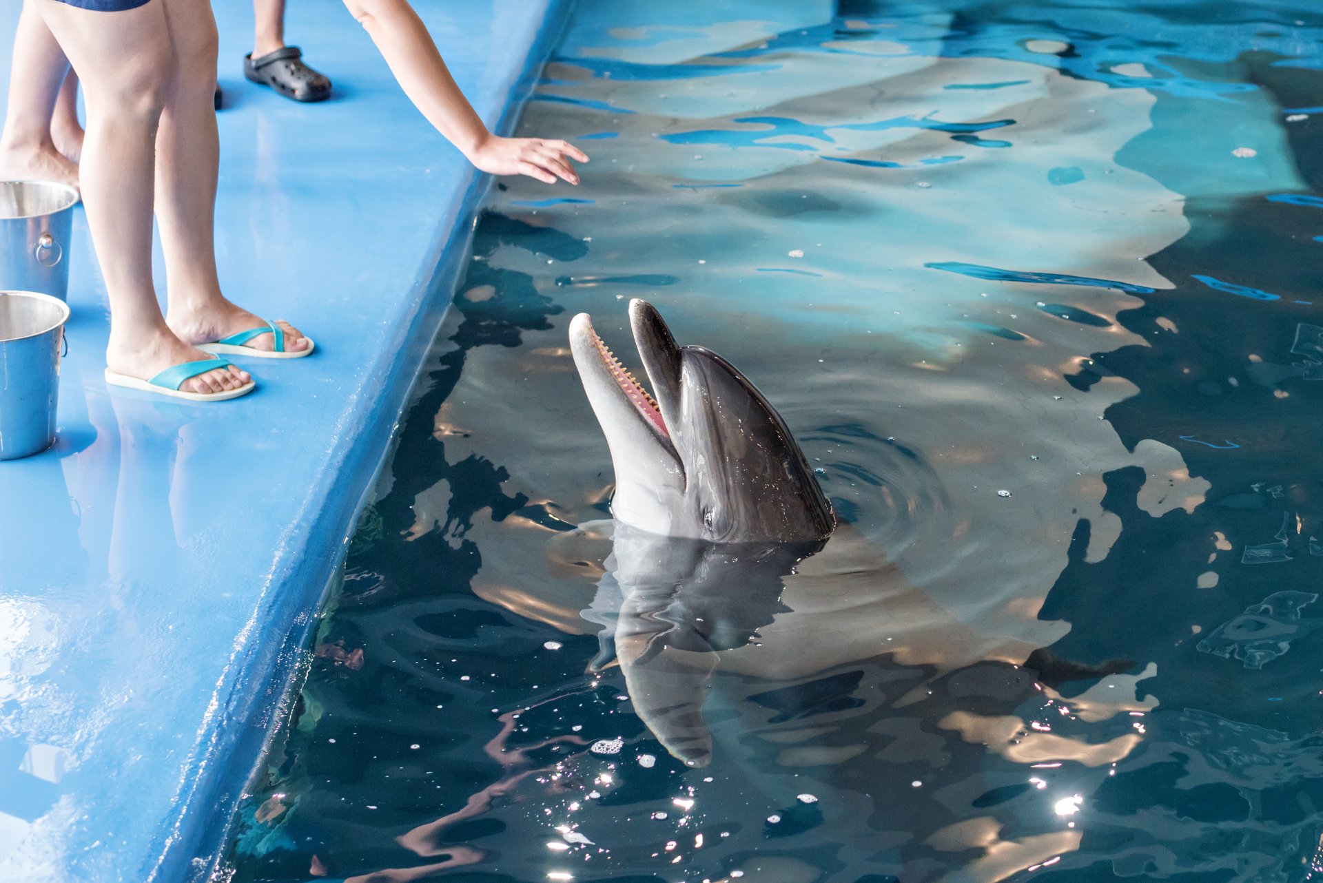 feeding-swimming-with-dolphins-the-woman-pulls-h-2023-11-27-05-05-02-utc