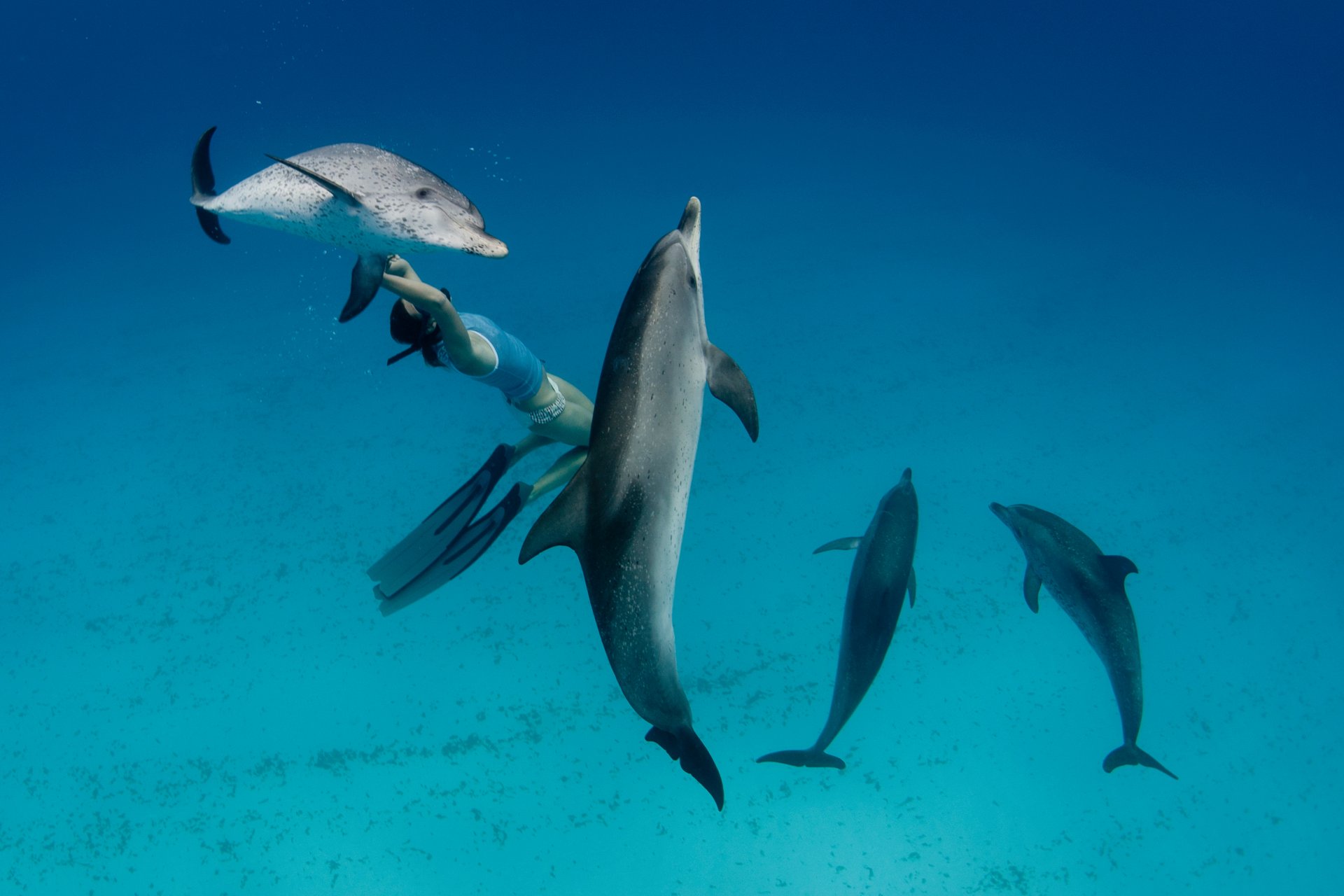 snorkeler-swimming-with-dolphins-2023-11-27-05-14-51-utc