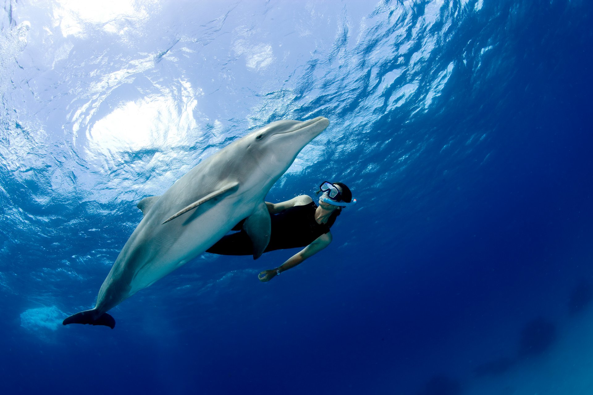 snorkeler-with-dolphin-2023-11-27-05-14-46-utc